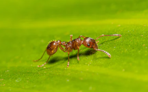 蚂蚁集团第一次亮出了各种家底！马云宣布捐出6.1亿股蚂蚁股份做公益！